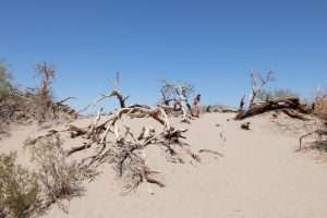 Death Valley dunes