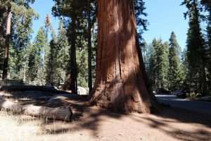Sequoia national park i giganti