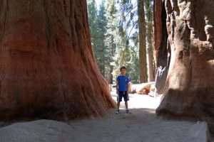 Parco delle sequoie California