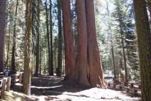 Sequoie giganti in California