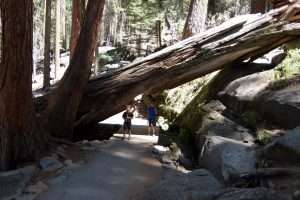 Sequoi del parco nazionale in California