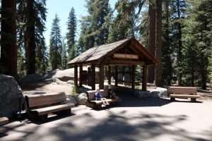 Sequoia nationa park tree trail