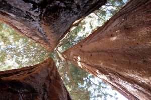 Sequoie giganti California vista dal basso