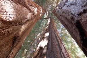Sequoia & Kings Parco