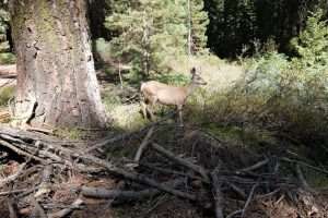 Cervi nel parco delle sequoie in California
