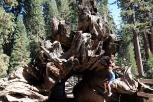 Sequoia caduta in California