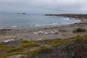 Sea lions California highway 1