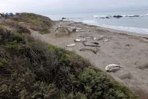 Leoni marini sulla Highway 1 California