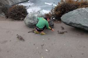 Highway 1 California hungry little squirrels