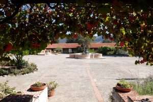 Aranci nella missione di Carmel California