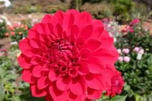 Golden Gate park fiori