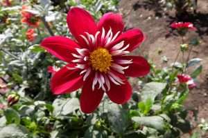 San Francisco Golden Gate Park fiori rossi