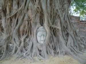 ayutthaya wat phra mahathat testa buddha nel ficus