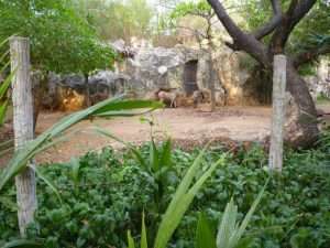 bangkok zoo dusit zebre