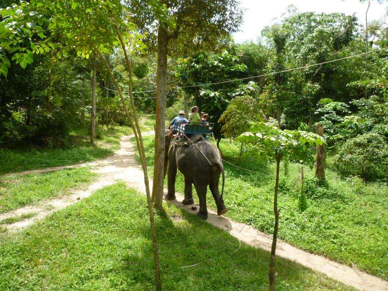 Elefante in giro per l'isola