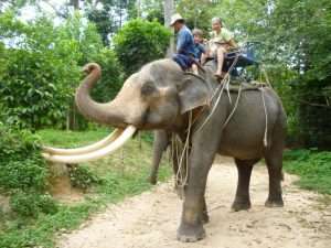 Sull'elefante in Thailandia