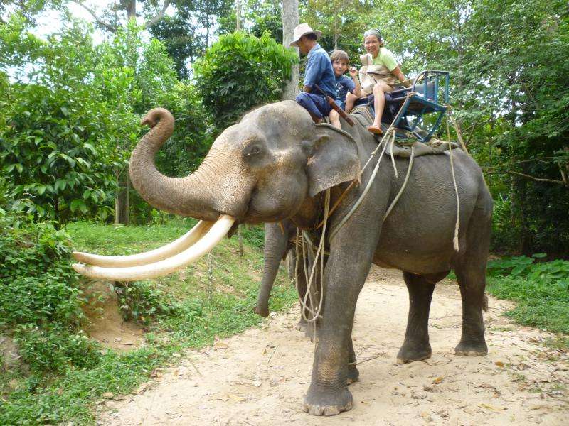 Sull'elefante in Thailandia
