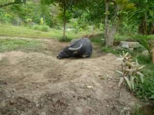 Bufalo in Thailandia