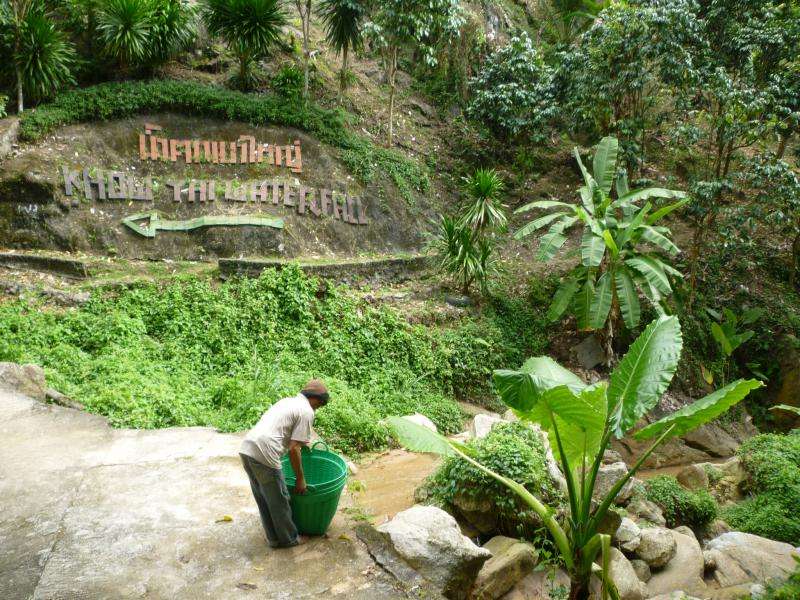 Koh Samui foresta
