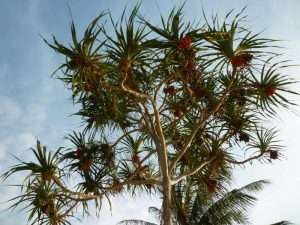 Pandano albero tropicale