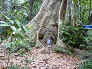foresta vicino al tempio della tigre