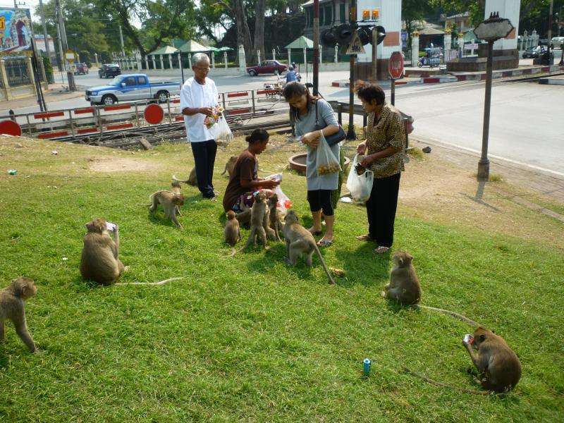 Scimmiette in attesa a Lopburi