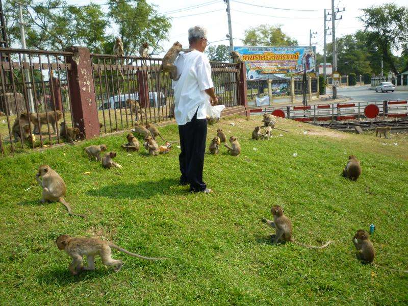Agguato dei macachi di Lopburi