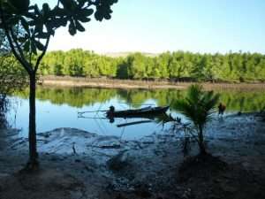 phan nga baia mangrovie
