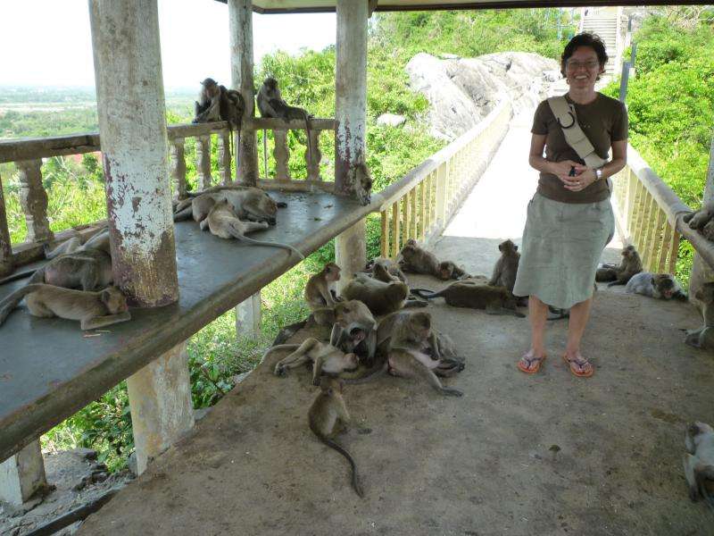 scimmie a prachuap kiri khan