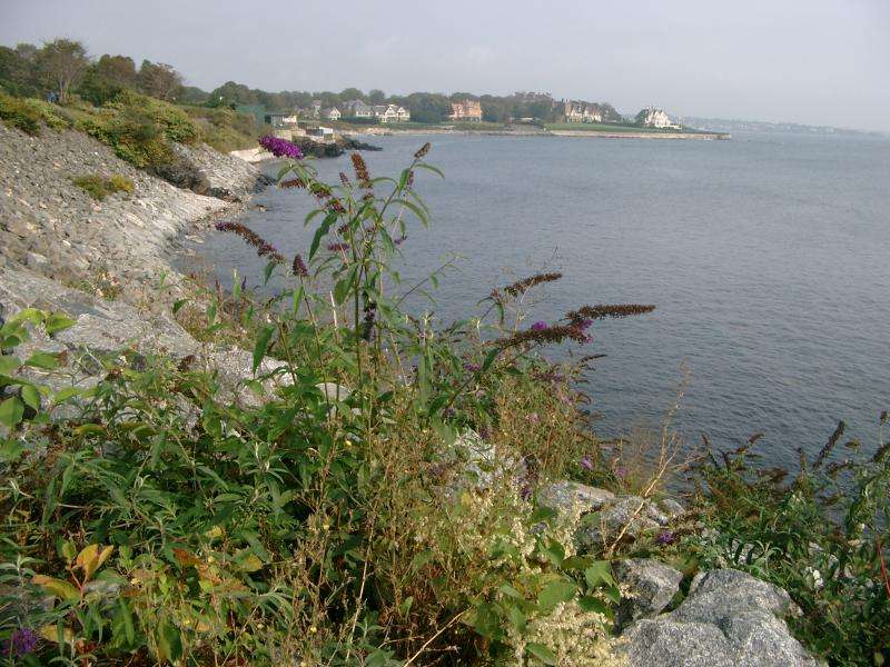 NEW ENGLAND GALLERY Cliff Walk a Newport