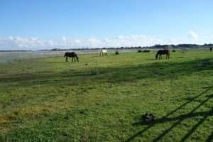 Parco de la Donana cavalli in libertÃ