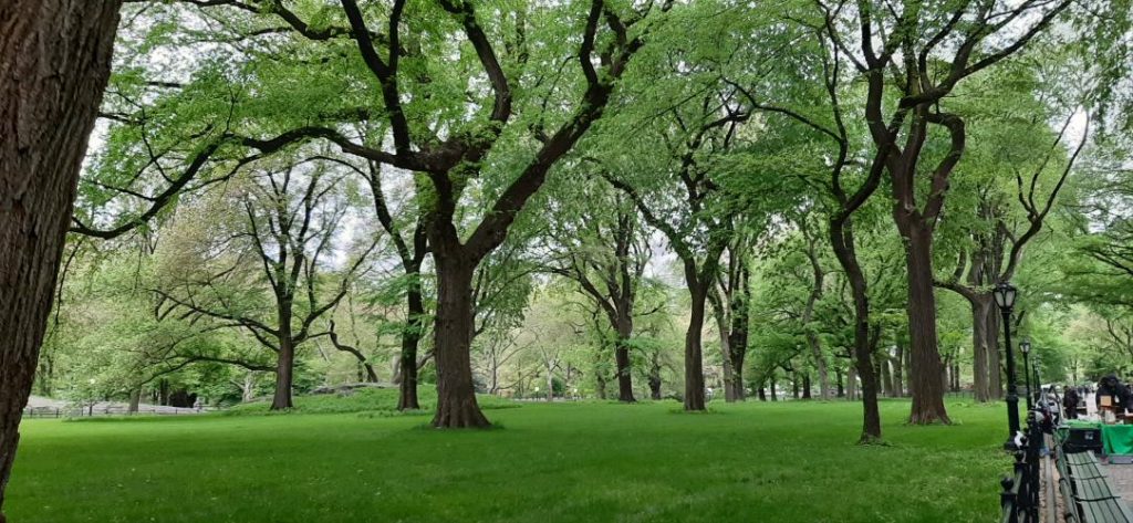 Viali a Central Park
