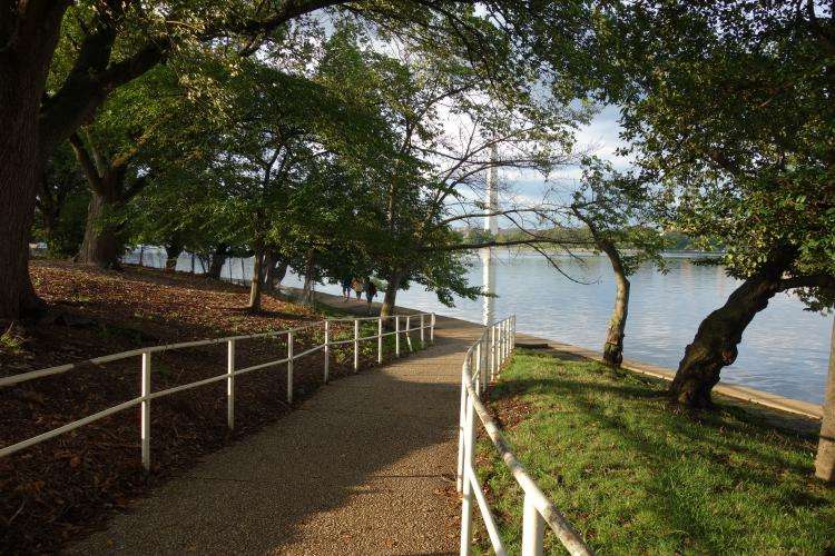 Tidal Basin alberi ciliegio cosa vedere Washington