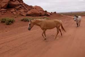 Cavalli selvaggi nella Monument Valley