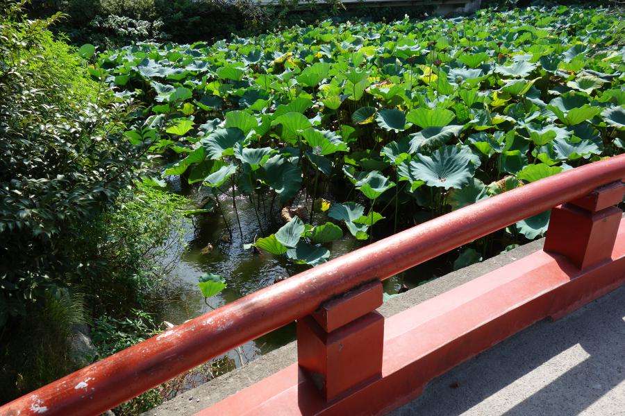 Tsurugaoka Hachiman laghetto Kamakura