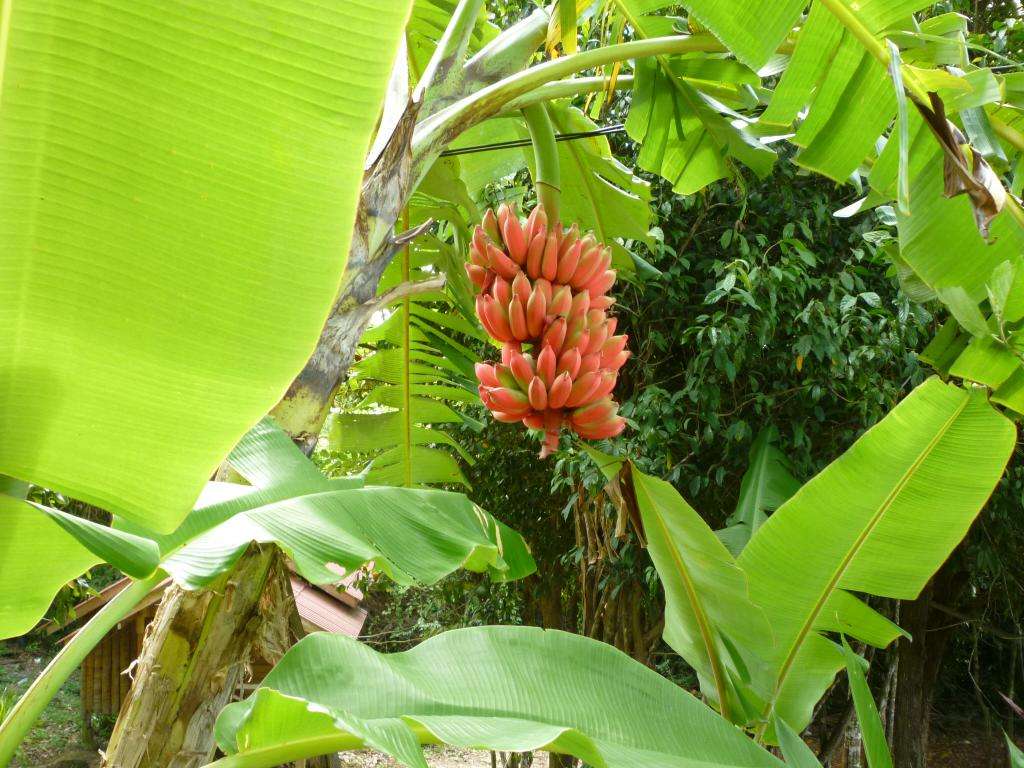 Natura Thailandia gallery Natura Thailandia gallery