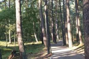 Bosco dello Slowinski park in Polonia