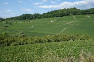 Vigneti delle Langhe e Roero