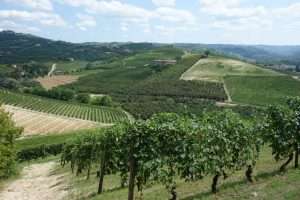 Vitigni delle Langhe e Roero
