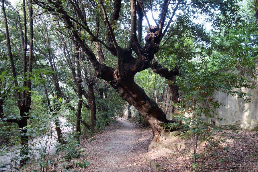 Boschetto nel parco di Boboli