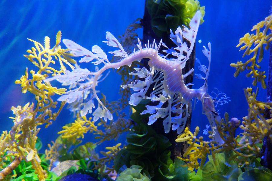 California Academy of Sciences nel Golden Gate Park