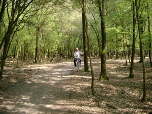 Boscone della Mesola cosa vedere Emilia Romagna