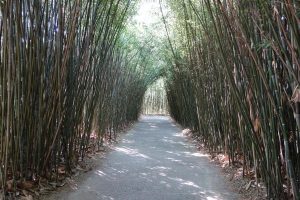 Labirinto della Masone Fontanellato cosa vedere