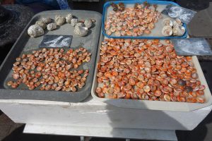 Mercato del pesce a Marsiglia cosa vedere