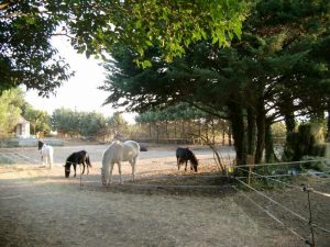 Camargue cosa vedere on the road
