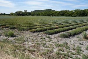 Campi di lavanda in Provenza cosa vedere on the road