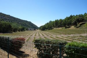 Campi di Lavanda in Provenza on the road