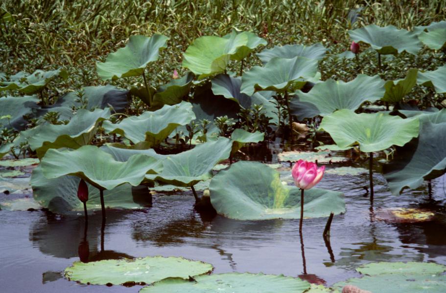 Kakadu National Park cosa vedere Australia