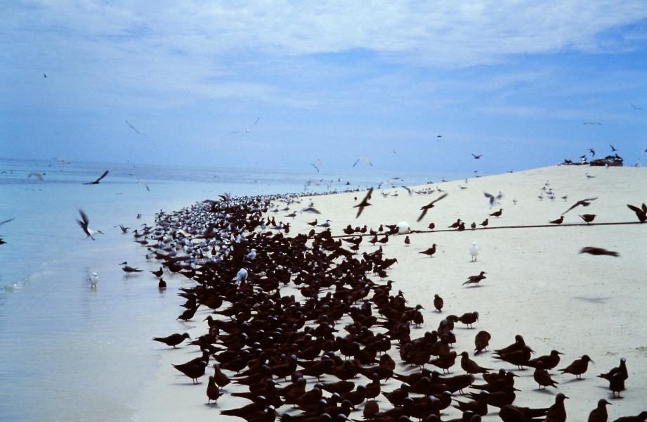 Michaemas cay cosa vedere Queensland
