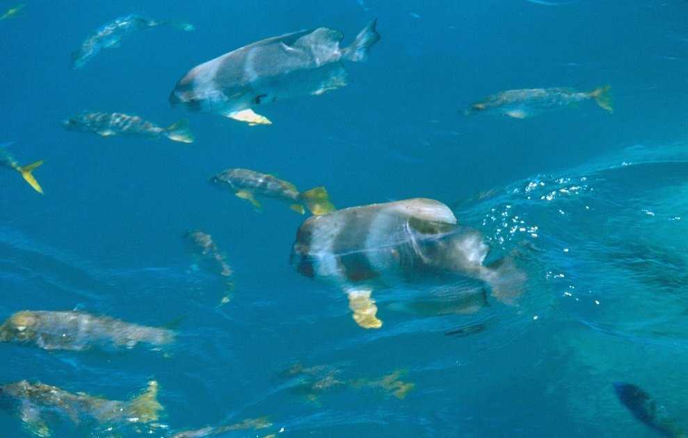 Australia barriera corallina cosa vedere